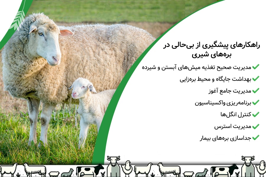 راهکارهای پیشگیری از بی&zwnj;حالی در بره&zwnj;های شیری (کلید موفقیت دامدار)