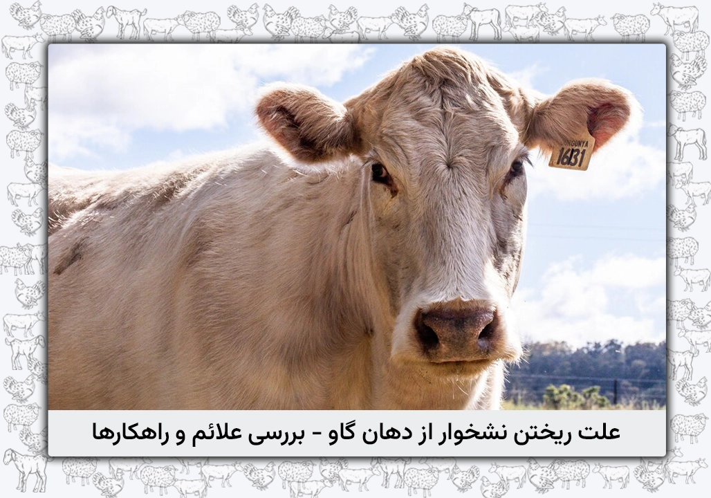علت ریختن نشخوار از دهان گاو - برسی علائم و راهکارها