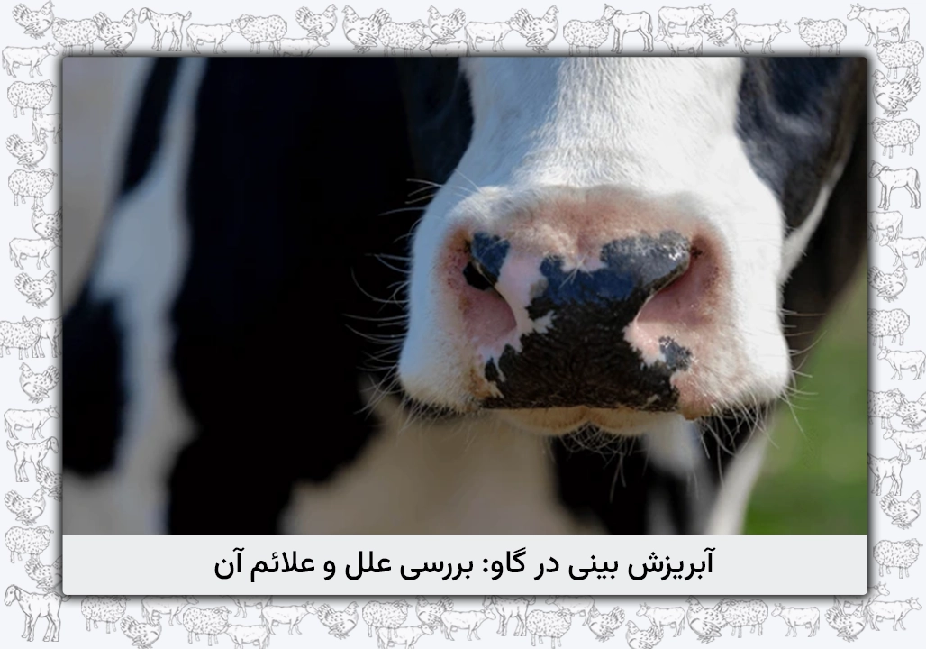 آبریزش بینی در گاو: علل، نشانه‌ها، درمان و پیشگیری