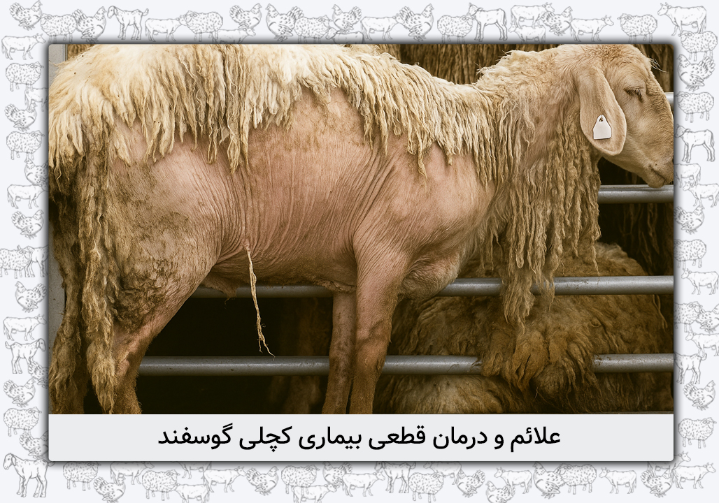 کچلی گوسفند