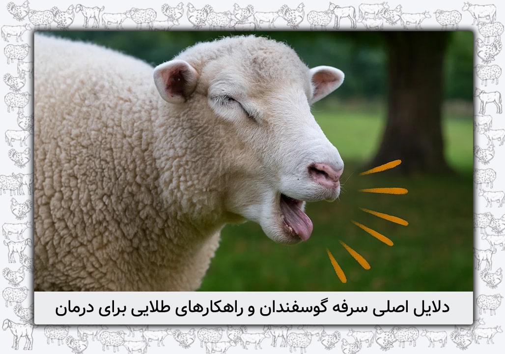 دلایل سرفه در گوسفندان