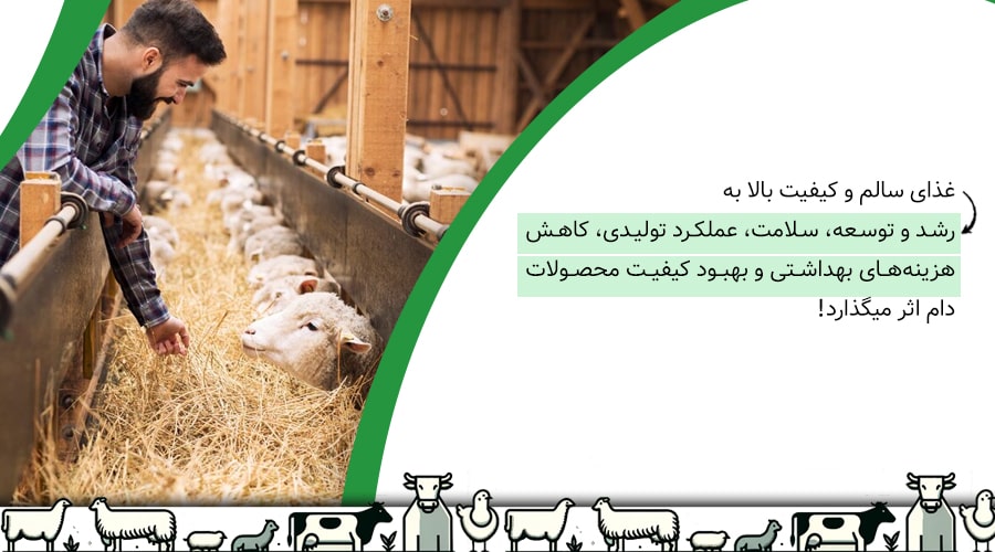 تأثیر غذای مناسب بر عملکرد و بهرهوری دام