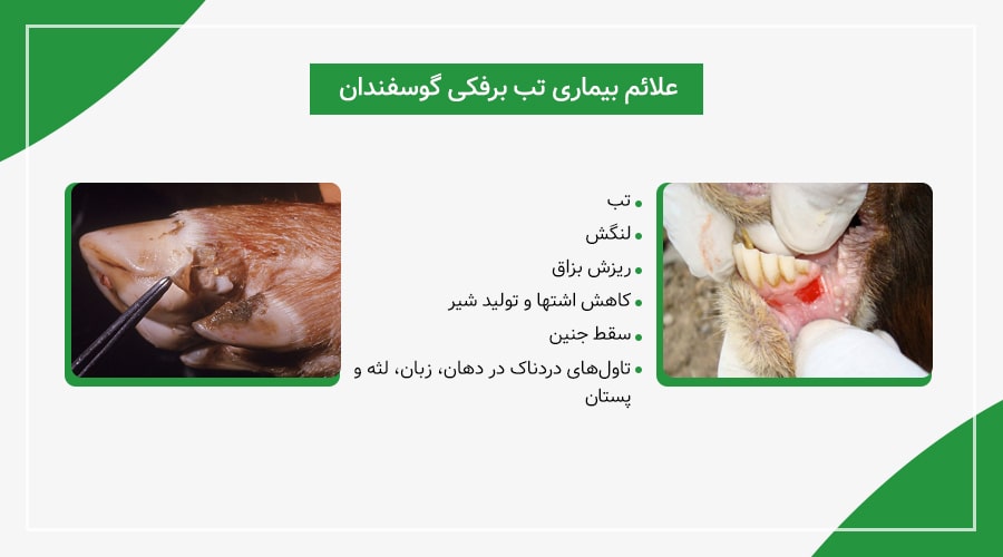 علائم تب برفکی در گوسفندان