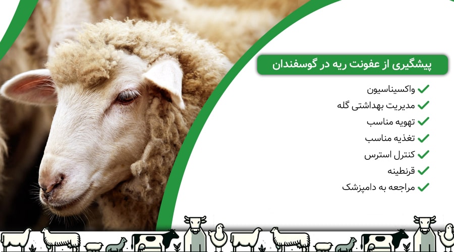 پیشگیری از عفونت ریه در گوسفندان