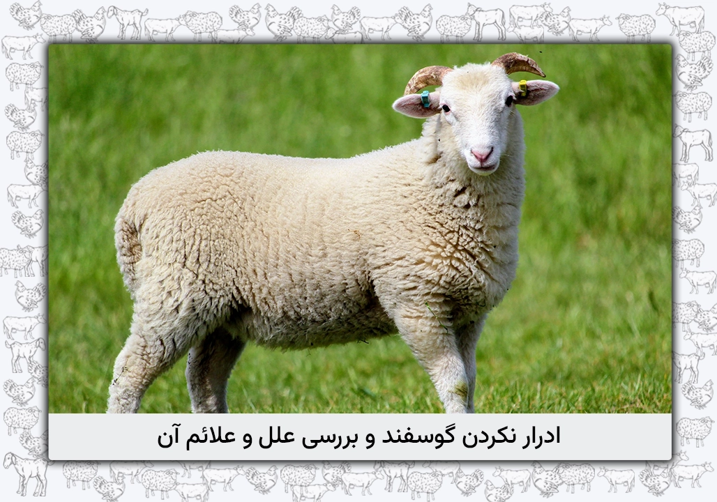 ادرار نکردن گوسفند: علل، نشانه‌ها، تشخیص، درمان و پیشگیری