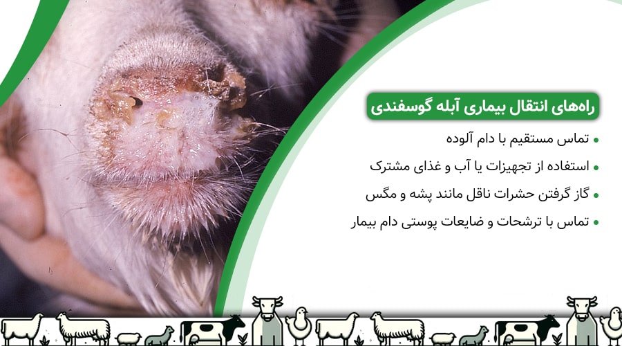 راه های انتقال آبله گوسفندی
