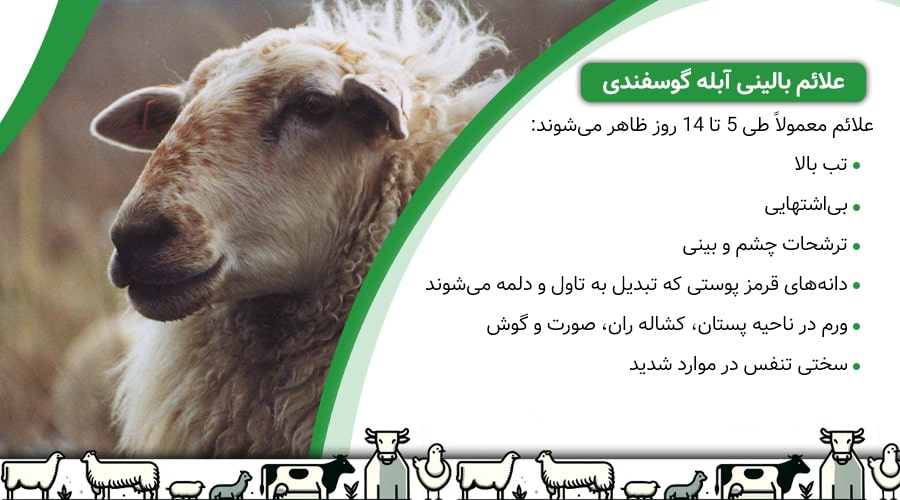 علائم بالینی آبله گوسفندی