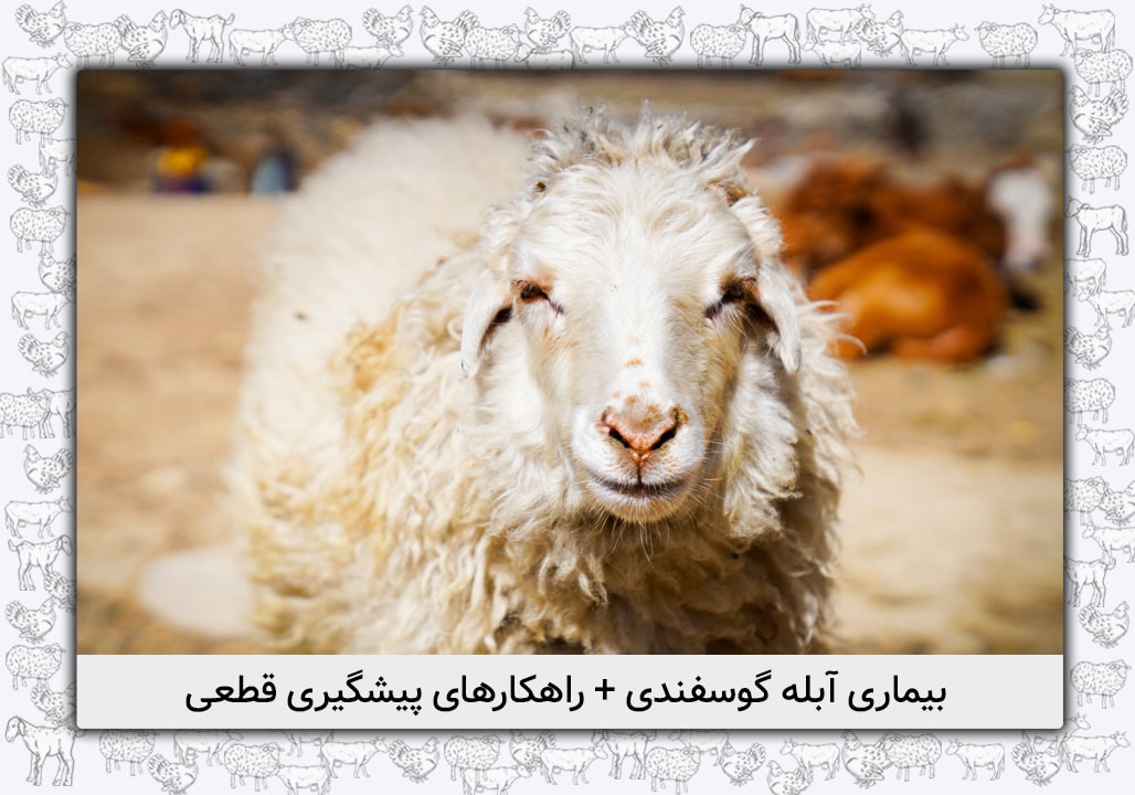 بیماری آبله گوسفندی