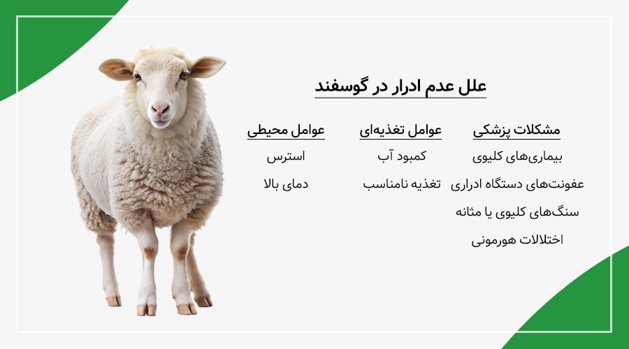 علل عدم ادرار در گوسفند