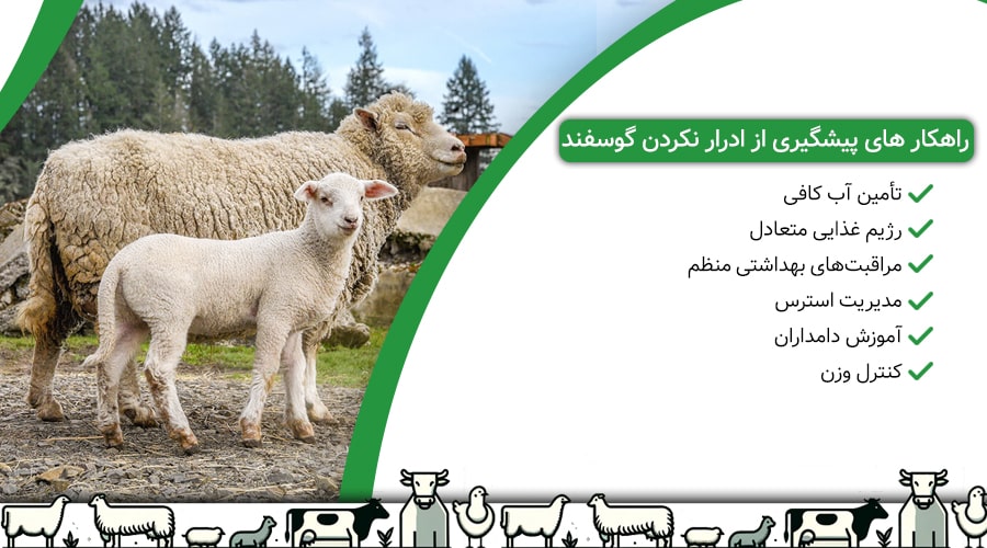 راهکارهای پیشگیری از ادرار نکردن گوسفند