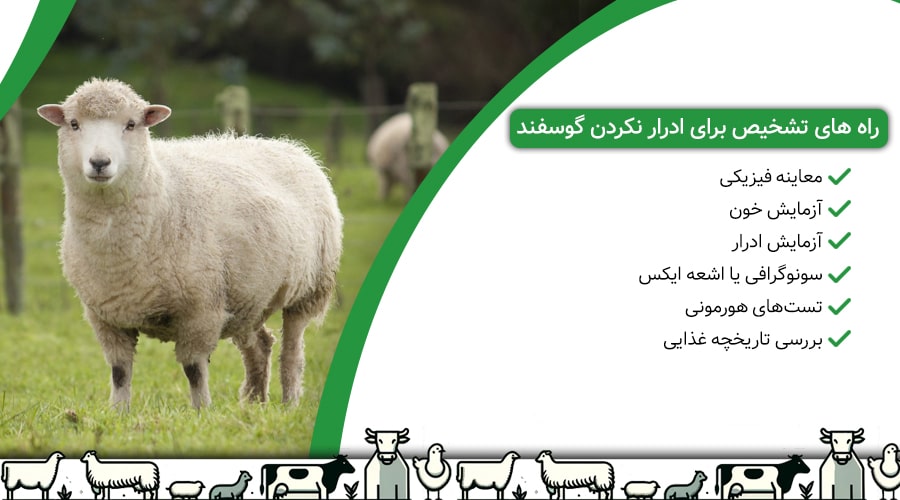 راه هایی برای تشخیص و معاینه برای ادرار نکردن گوسفند