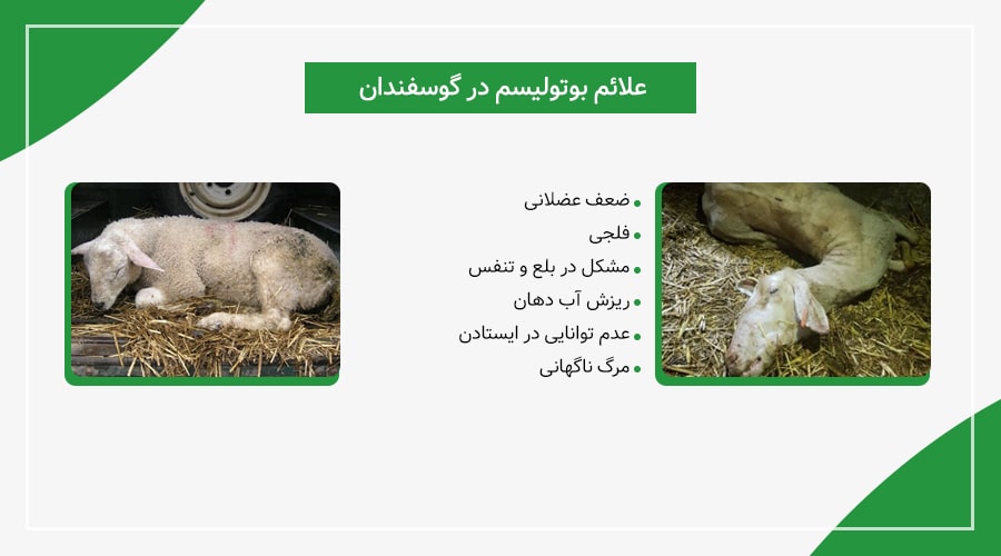 علائم بوتولیسم در گوسفندان