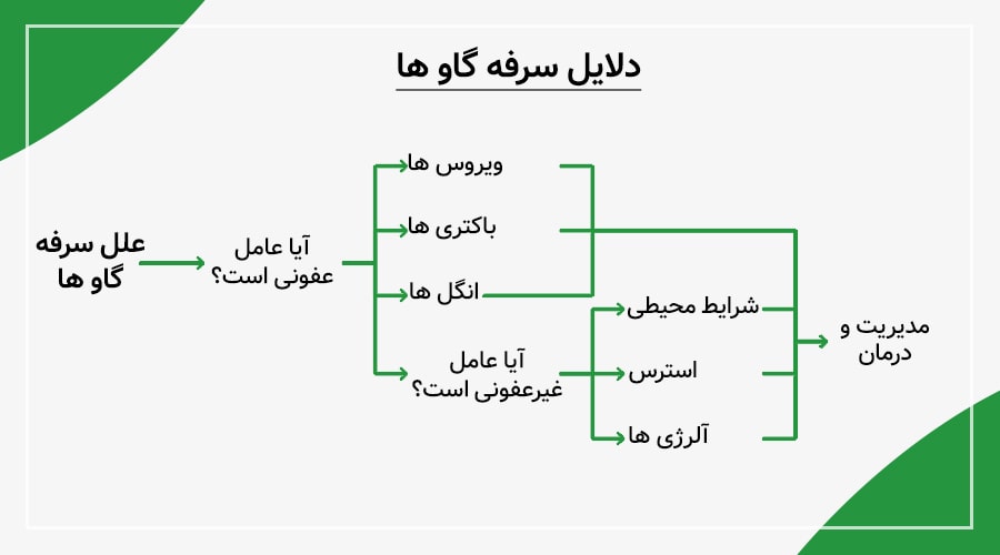 علل سرفه در گاوها چیست؟