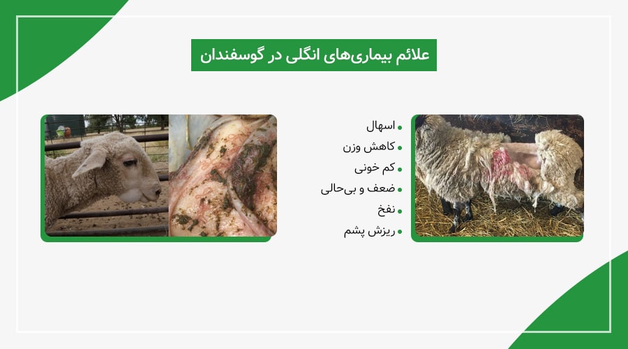 علائم بیماری&zwnj;های انگلی در گوسفندان