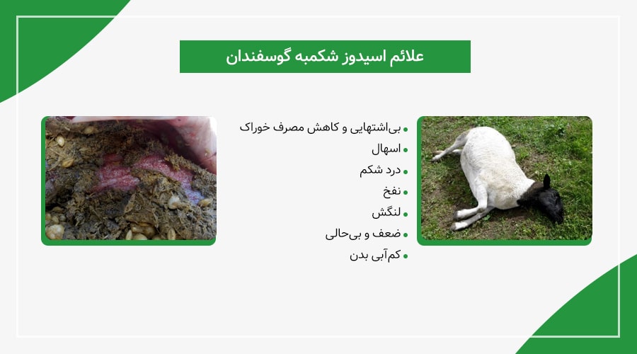 علائم اسیدوز شکمبه در گوسفندان