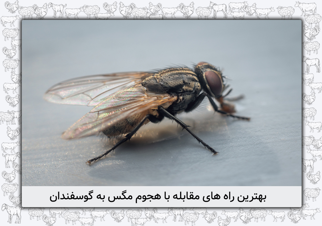 راه های مقابله با هجوم مگس به گوسفندان
