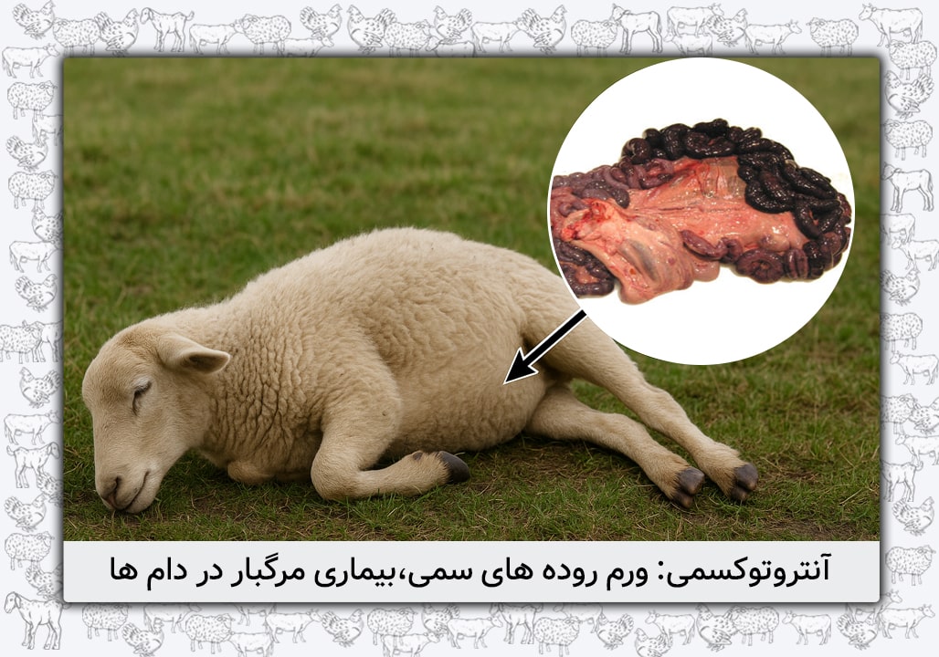 آنتروتوکسمی (ورم روده سمی)
