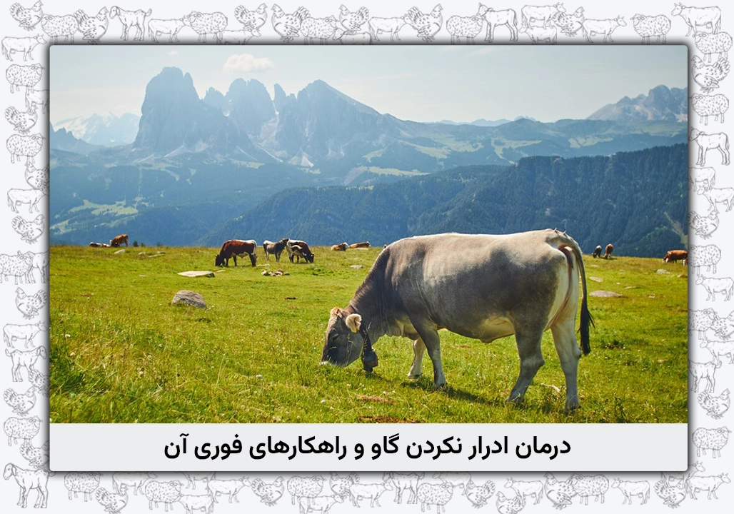 درمان ادرار نکردن گاو - علت و راهکارهای فوری