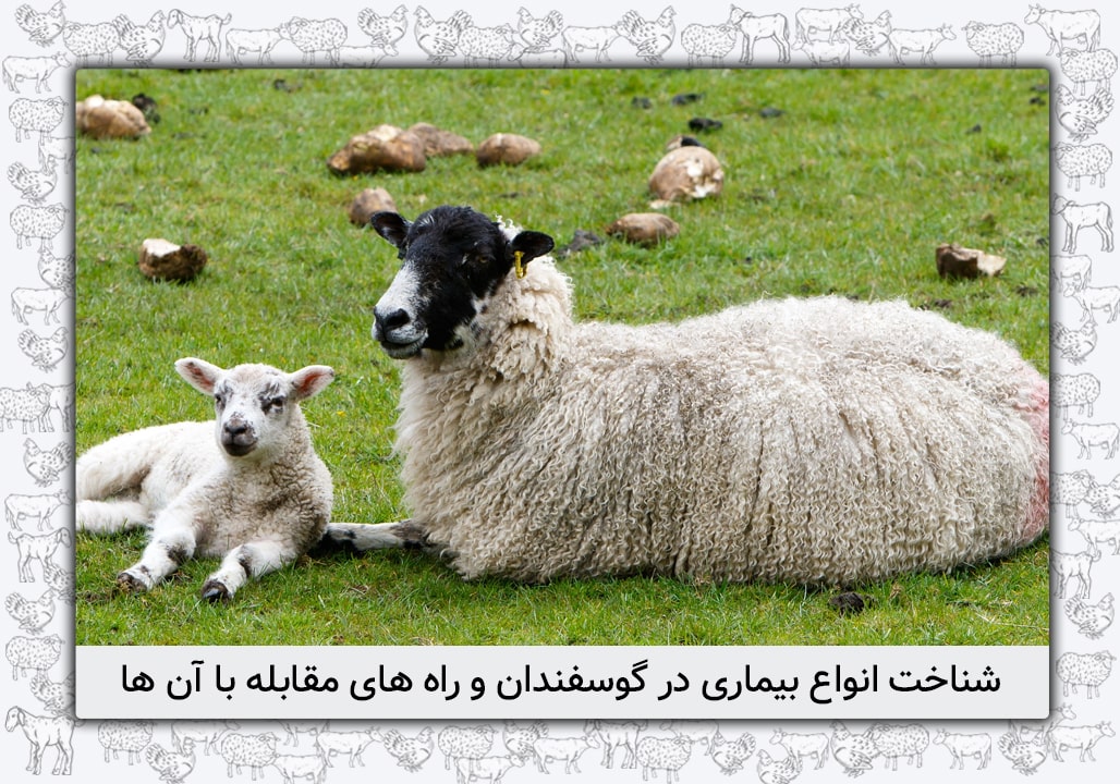 آشنایی با انواع بیماری در گوسفندان [پیشگیری +راه های مقابله با آنها]