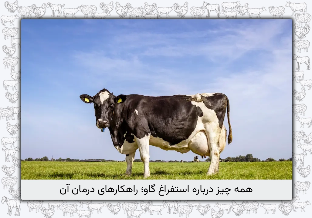 استفراغ گاو: علل، نشانه‌ها، درمان و پیشگیری