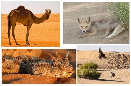 راهنمای سفر به کویر با تجهیزات مورد نیاز؛ معرفی بهترین کویرهای ایران