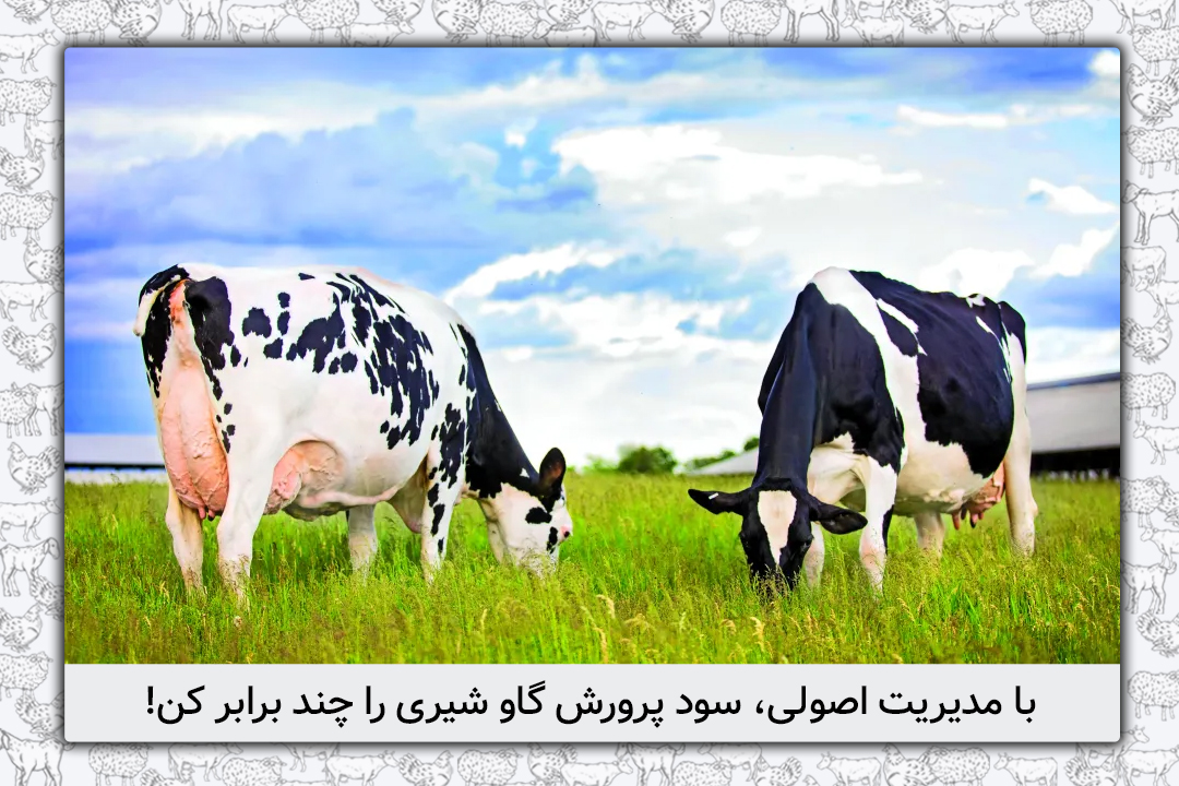 چگونه با مدیریت اصولی، سود پرورش گاو شیری را چند برابر کنیم؟