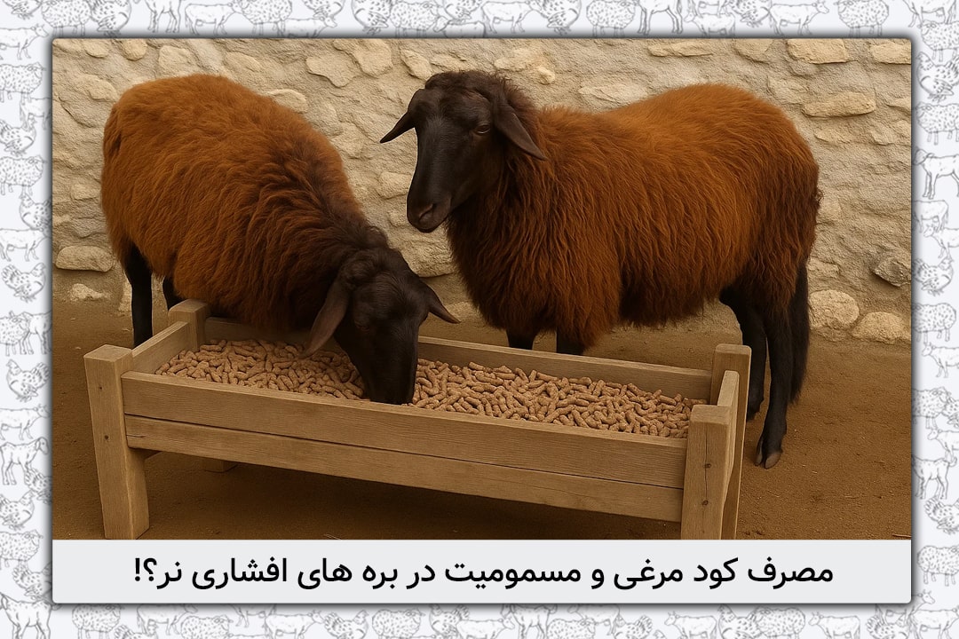 آیا مصرف کود مرغی در بره های افشاری نر سبب بروز مسمومیت با مس می شود؟
