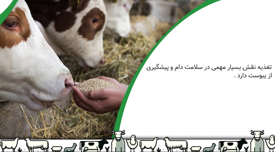 تغذیه نقش بسیار مهمی در سلامت دام و پیشگیری از یبوست دارد.