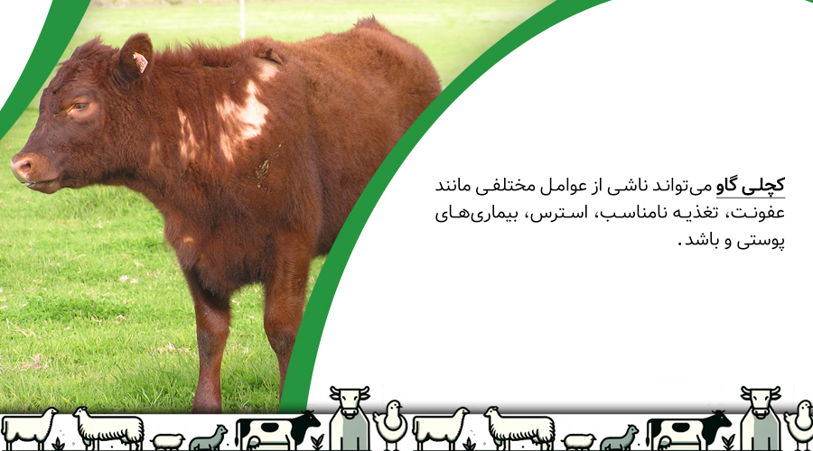 دلایل ابتلای گاو به بیماری کچلی گاو