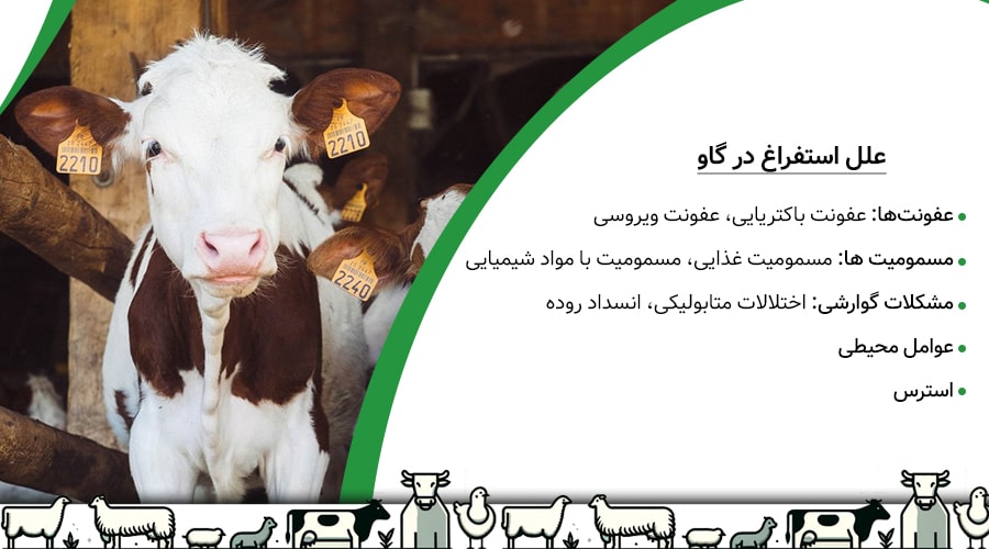 علت های استفراغ در گاو