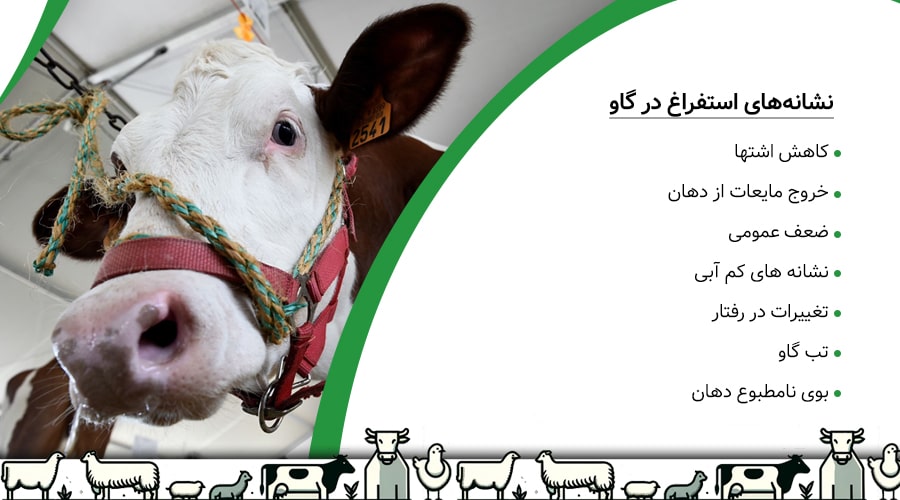 نشانه های استفراغ در گاو