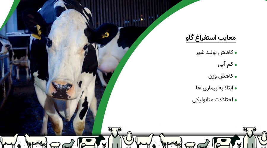 معایب استفراغ گاو