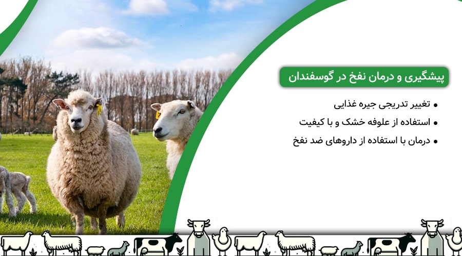 پیشگیری و درمان نفخ برای درمان ریختن نشخوار از دهان گوسفندان