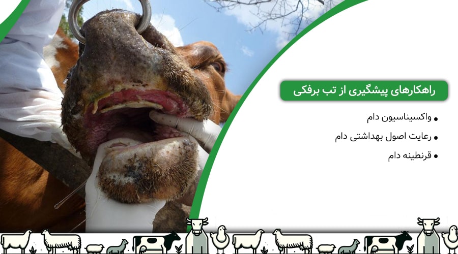 راهکارهای پیشگیری از تب برفکی در دام ها