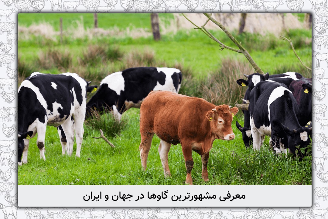 معرفی مشهورترین گاوها در جهان و ایران؛ نگاهی به نژادهای شیری و گوشتی