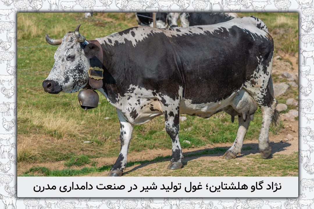 نژاد گاو هلشتاین؛ غول تولید شیر در صنعت دامداری مدرن