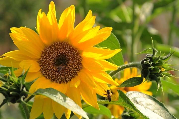 راهنمای انتخاب بهترین گل برای هدیه به آقایان در مناسبت&zwnj;ها