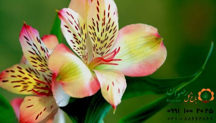 راهنمای انتخاب دسته گل برای تشکر و قدردانی از دیگران
