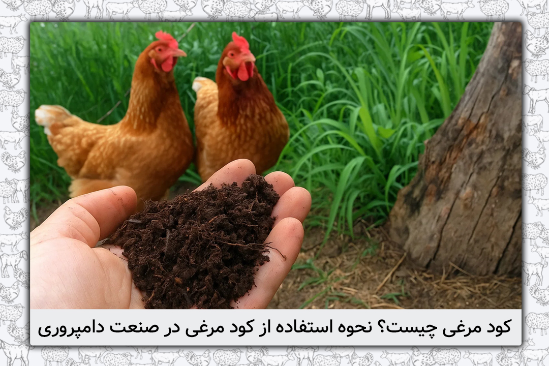 کود مرغی چیست؟ نحوه استفاده از کود مرغی در صنعت دامپروری