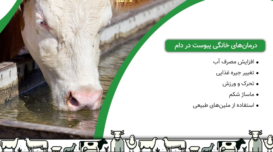 درمانهای خانگی یبوست در دام