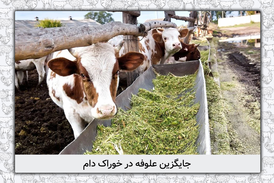 جایگزین علوفه در خوراک دام