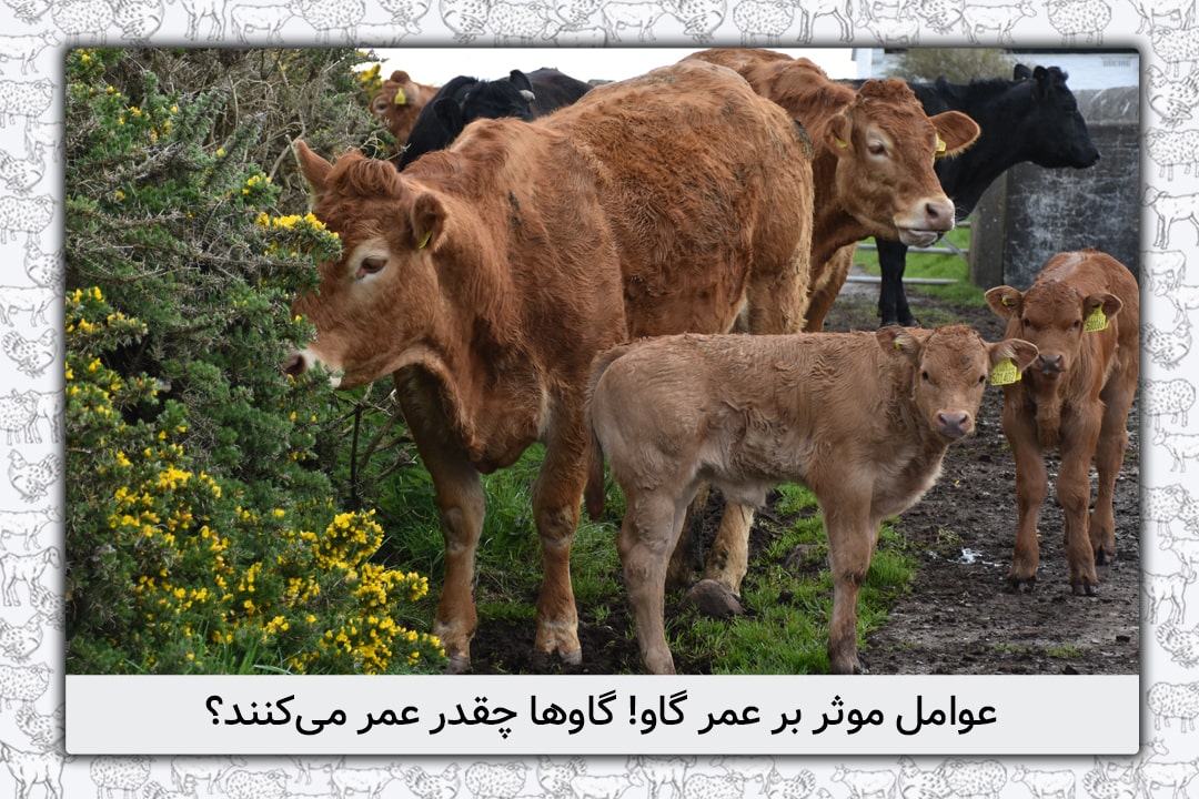عوامل موثر بر عمر گاو! گاوها چقدر عمر می‌کنند؟