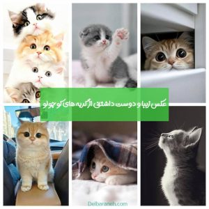 photo-of-a-little-cat01(1)