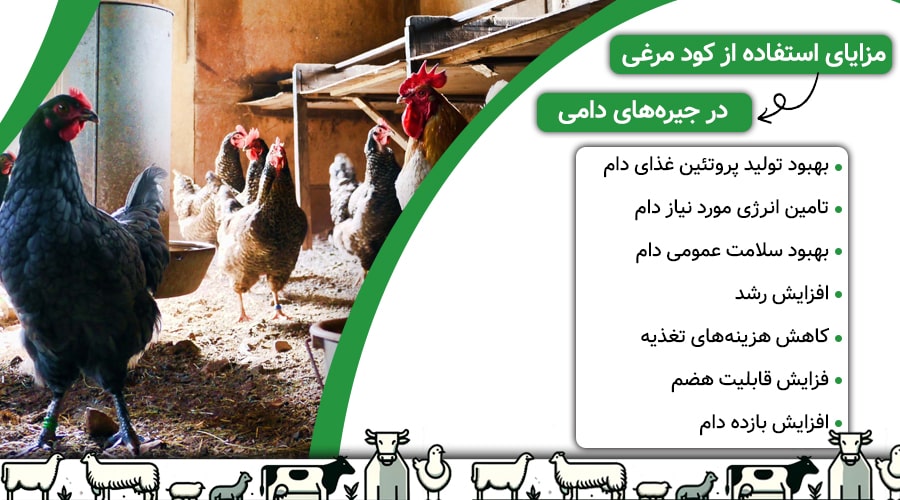 نقش کود مرغی در جیره های دامی