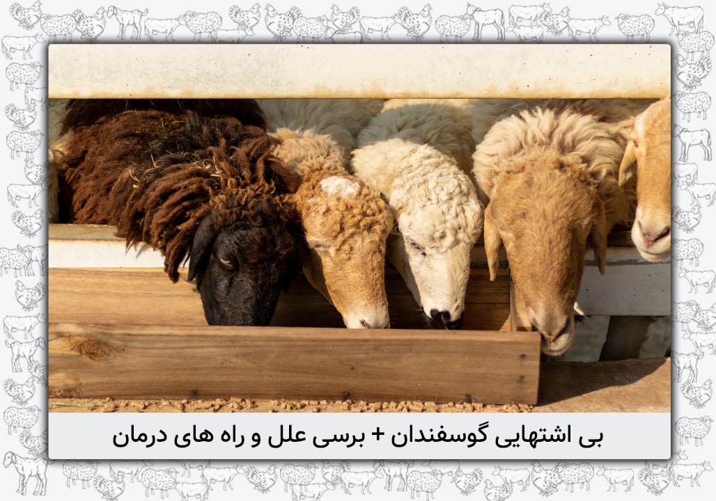 بی اشتهایی در گوسفندان