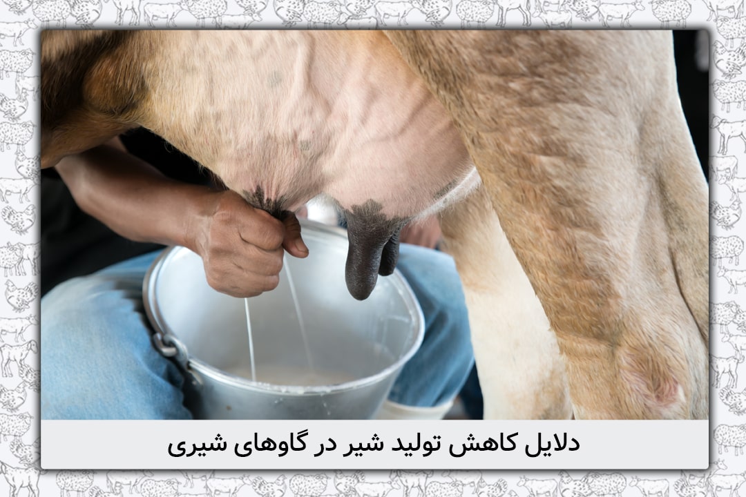 دلایل کاهش تولید شیر در گاوهای شیری، آیا گاوها همیشه شیر دارند؟