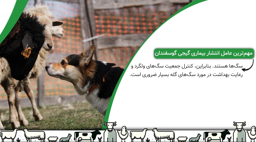 مهم&zwnj;ترین عامل انتشار بیماری گیجی گوسفندان، سگ&zwnj;ها هستند.