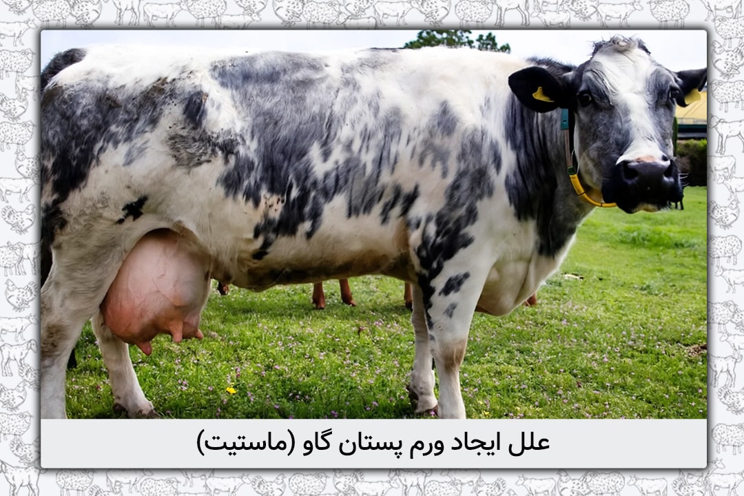 علل ایجاد ورم پستان گاو (ماستیت) + راه های پیشگیری و تشخیص