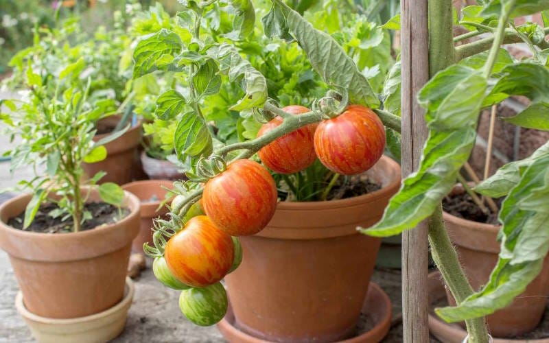 راهنمای کاشت سبزیجات در گلدان و خانه